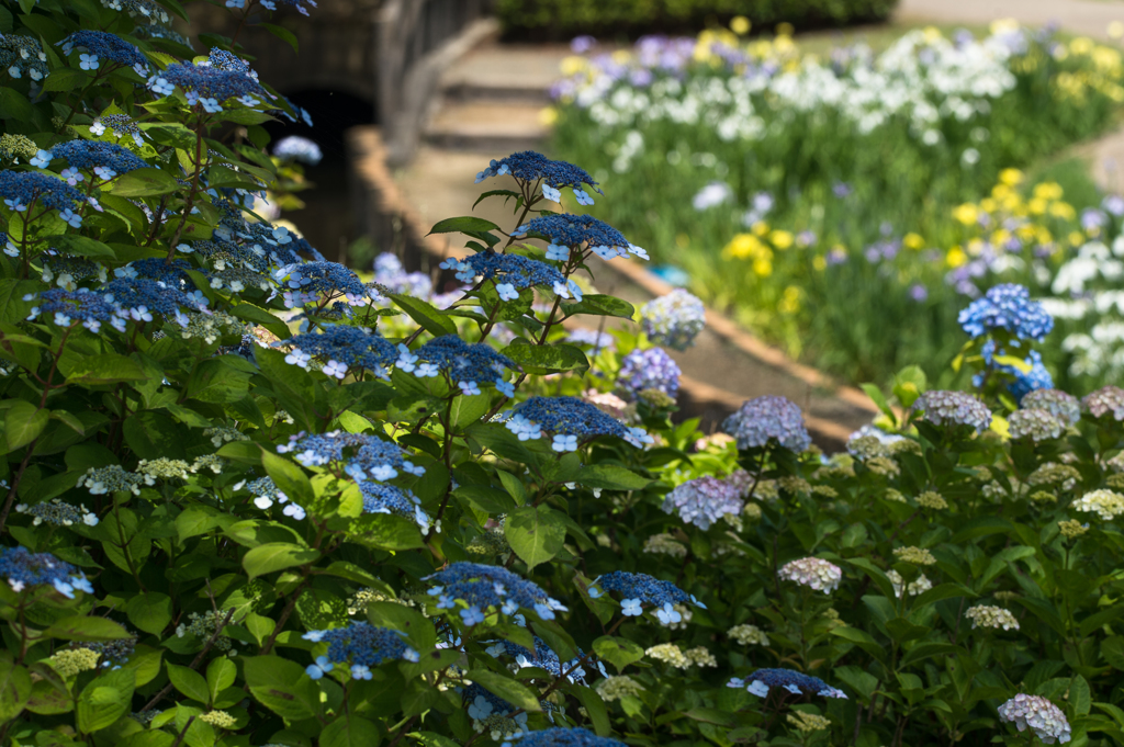 「紫陽花としょうぶ道」