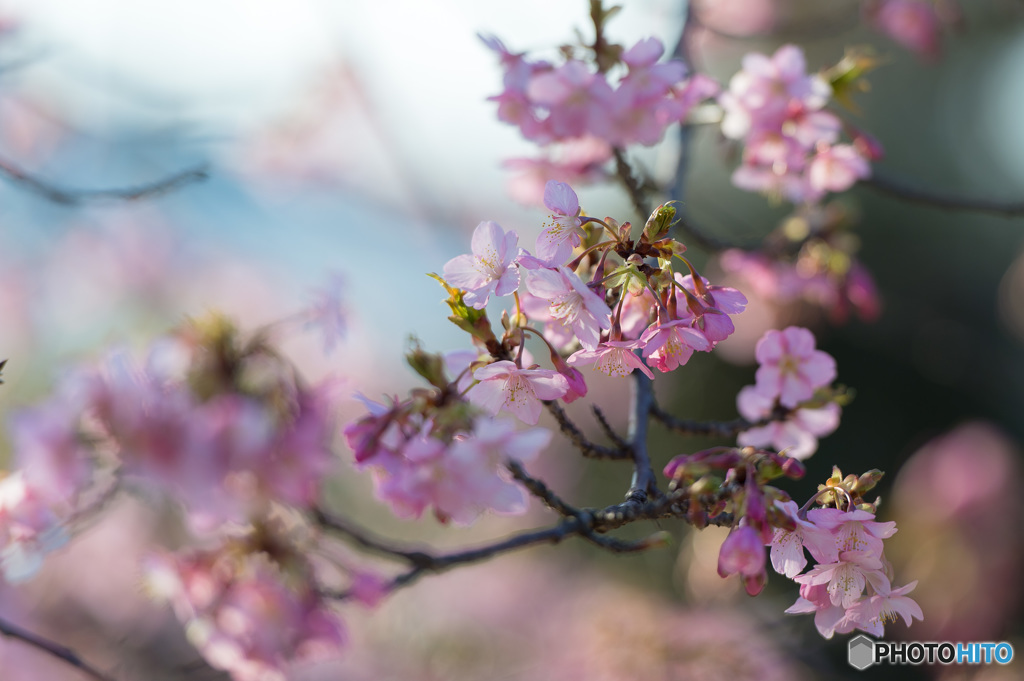 「春　河津桜」