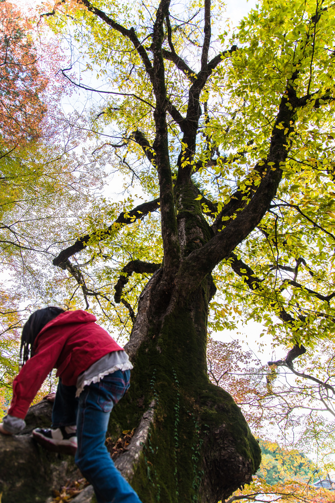 「A girl is climbing the tree.」