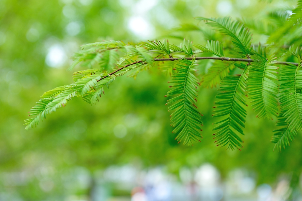 「GREEN　COLORS　＃3」