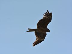 DSC_1436_R