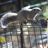 猛犬怖くねぇ