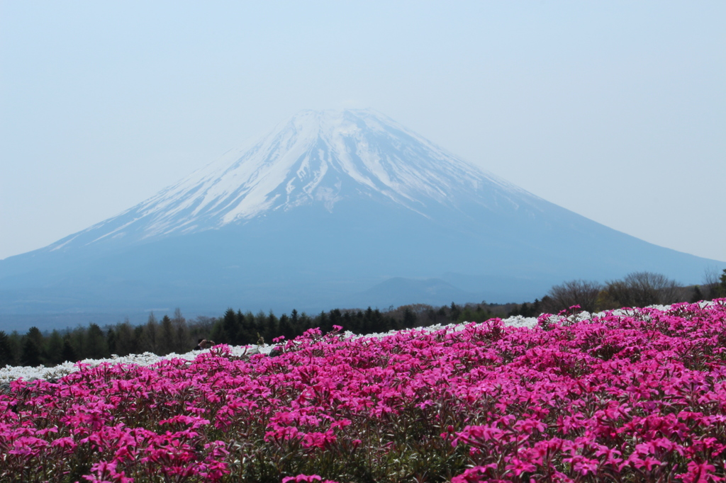 富士　芝桜