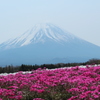 富士　芝桜