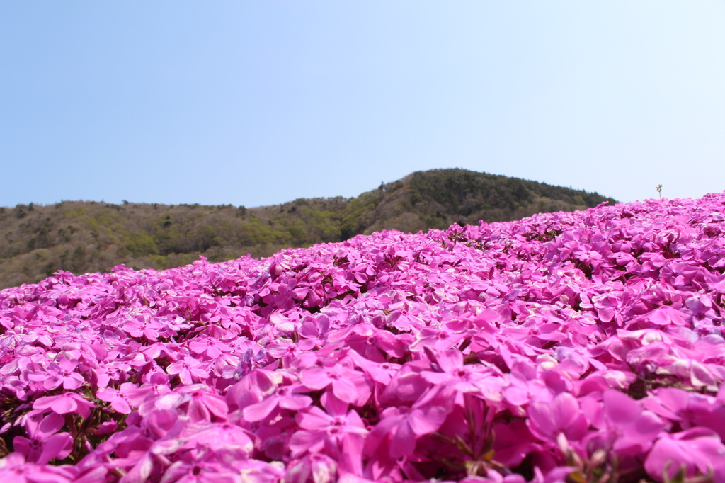 芝桜