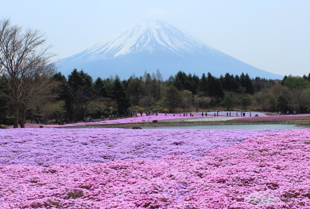 芝桜　富士