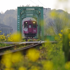 平筑鉄道と菜の花