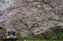 桜の駅　うらのさき