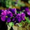 公園の花