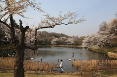 三ッ池公園