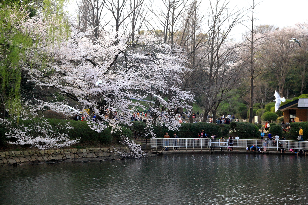 三ッ池公園