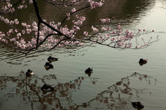 三ッ池公園