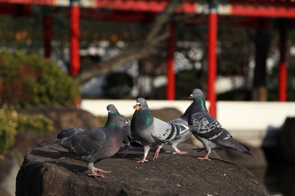 鳩交戦