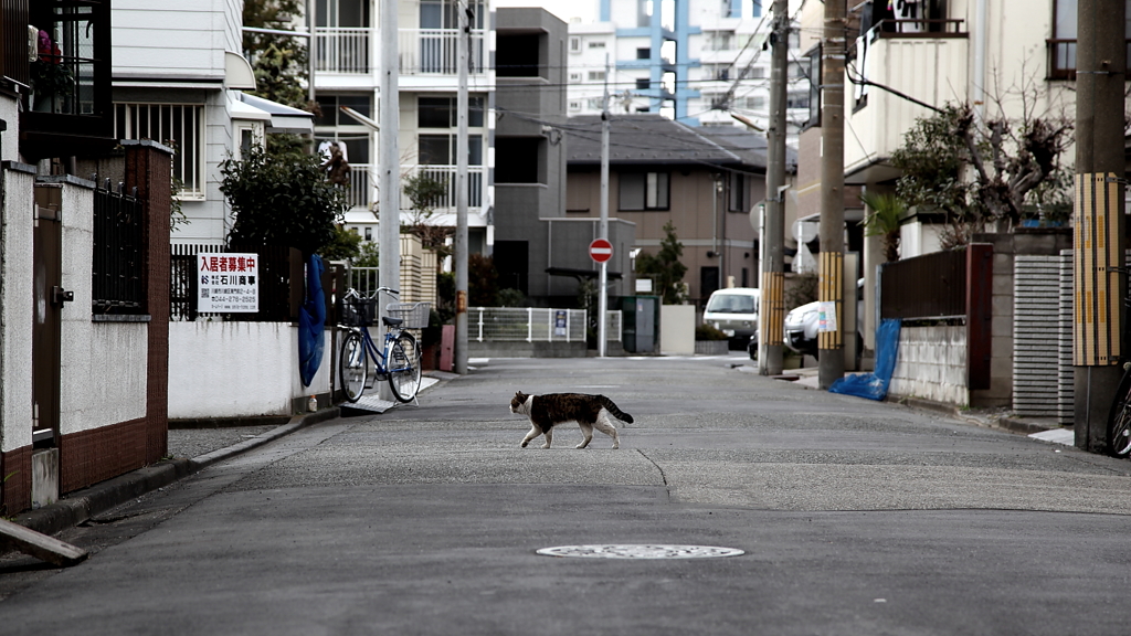 ねこ