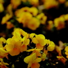 公園の花