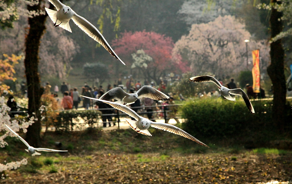 三ッ池公園