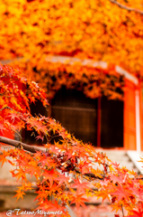 紅葉の頃（東福寺）