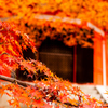 紅葉の頃（東福寺）