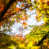 紅葉
