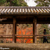 紅葉の頃（東福寺）