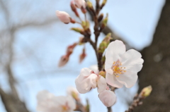 2013花見３