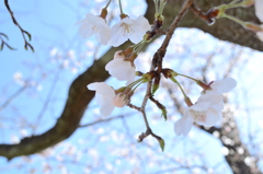 2013花見２
