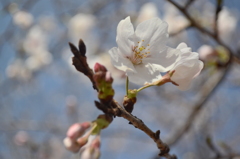 2013花見１
