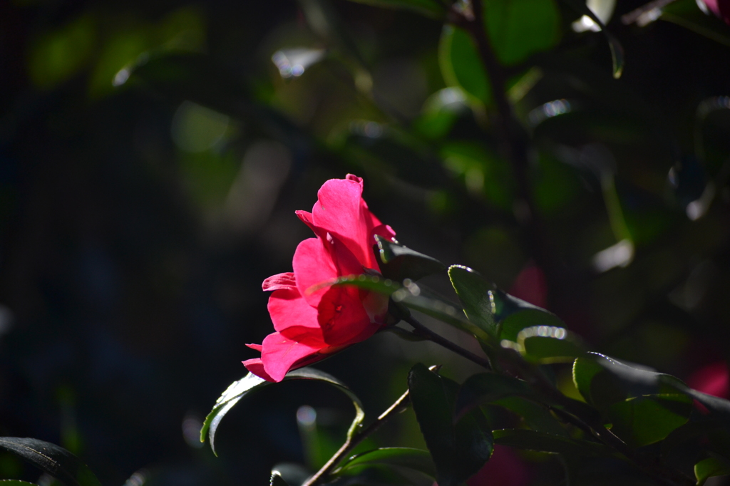 山茶花2