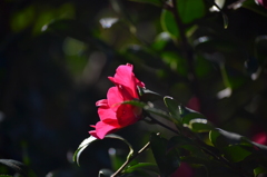 山茶花2