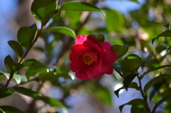 山茶花1