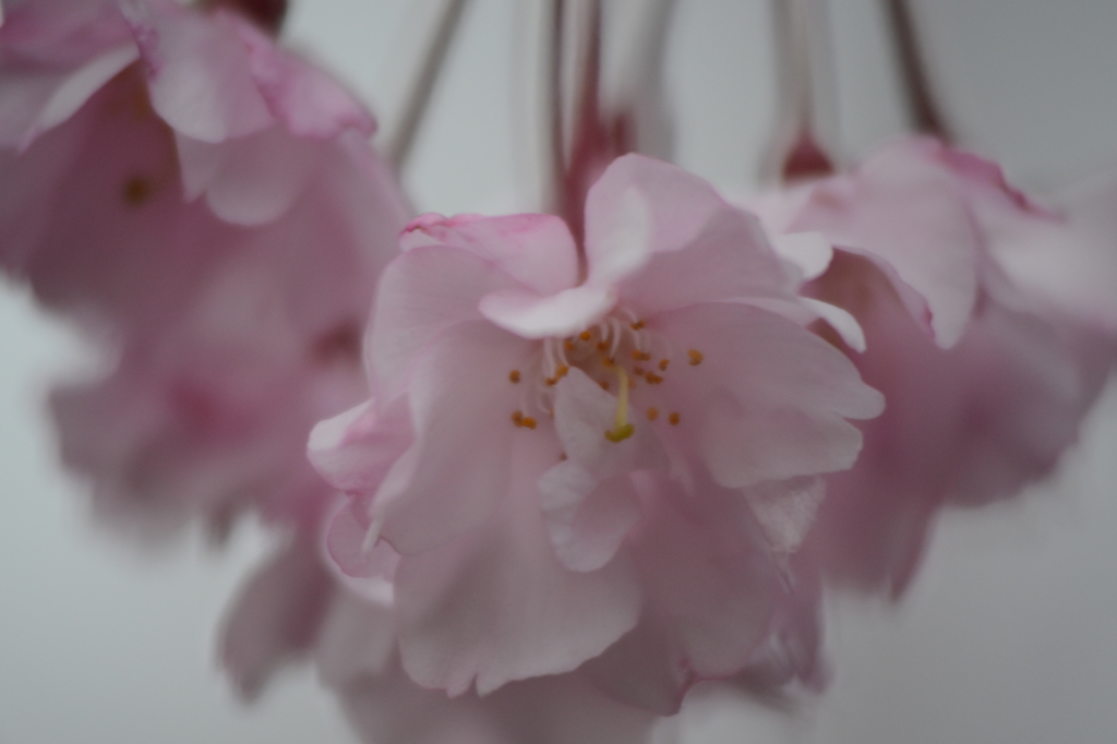 小田原城のしだれ桜2