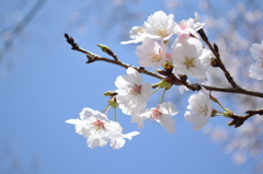 2013お花見４