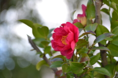 山茶花3