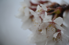 小田原城の桜1
