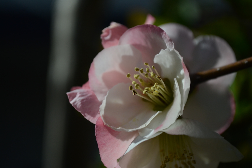 梅の花１