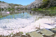 桜池