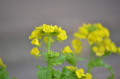 菜の花(練習中)