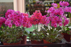花屋さんにて
