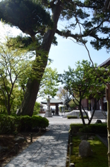 長谷寺