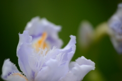 名も知らぬ花