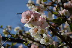 梅の花３