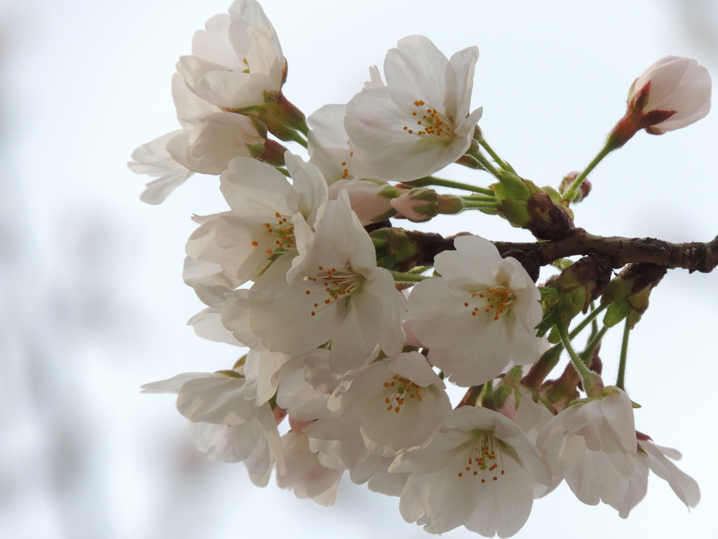 １号桜