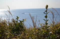 城ヶ島７