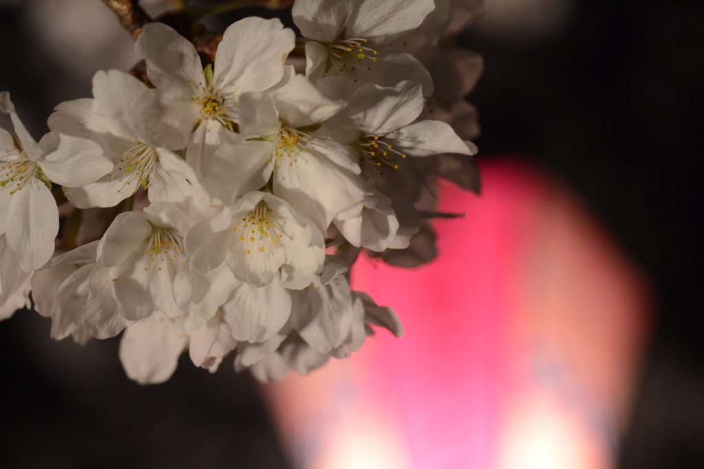 大岡川桜祭り～背景にぼんぼり
