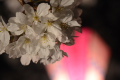 大岡川桜祭り～背景にぼんぼり