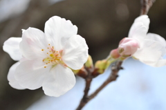 2013花見６