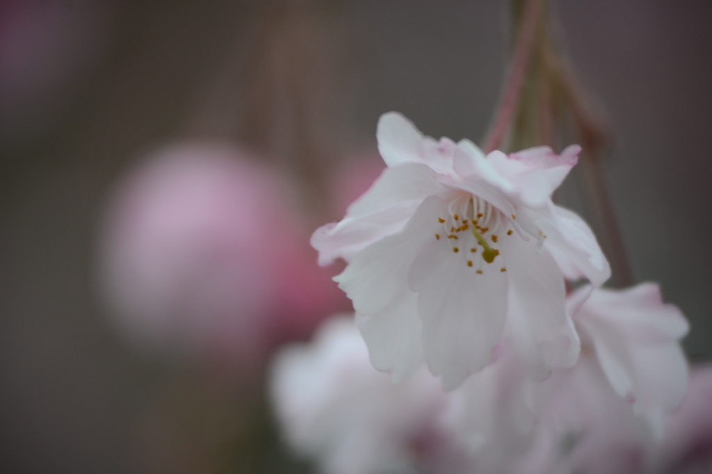 小田原城のしだれ桜1