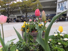 横浜公園