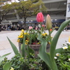 横浜公園