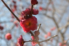 紅梅２